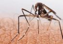 Mosquitos causarían una nueva pandemia según la OMS