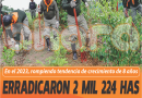 ERRADICARON 2 MIL 224 HAS CULTIVOS DE HOJA DE COCA