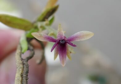 SERFOR LIDERA LA CONSERVACIÓN E INVESTIGACIÓN DE LAS ORQUÍDEAS DEL PERÚ