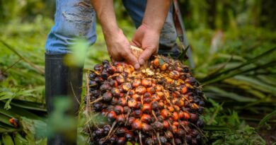 ALICORP ES RECONOCIDA ENTRE LAS EMPRESAS LÍDERES DE AMÉRICA LATINA EN SOSTENIBILIDAD DEL ACEITE DE PALMA