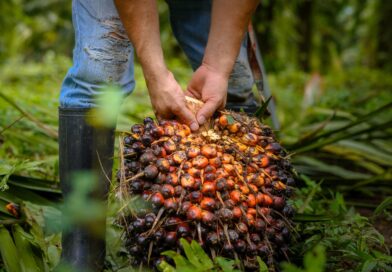 ALICORP ES RECONOCIDA ENTRE LAS EMPRESAS LÍDERES DE AMÉRICA LATINA EN SOSTENIBILIDAD DEL ACEITE DE PALMA