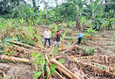 DESBORDE DE RÍOS  ARRASA LOS CULTIVOS PLÁTANO