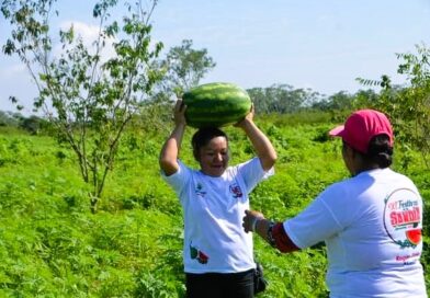 MEJORAN LA CALIDAD DE LA SANDÍA