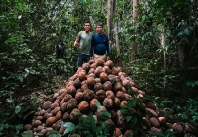 CC. NATIVA PRODUCE MÁS CASTAÑA CON MANEJO SOSTENIBLE DEL BOSQUE