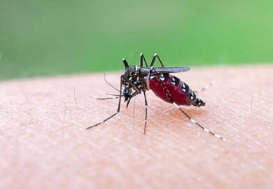VIRUS DEL CHIKUNGUÑA CASTIGARÍA A EUROPA