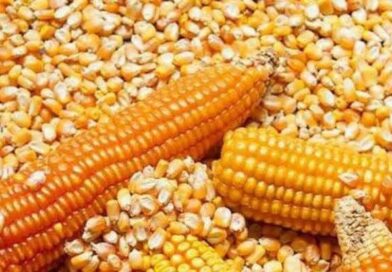 PRODUCCIÓN NACIONAL DE MAÍZ AMARILLO ALCANZÓ 1.3 MILLONES DE TONS.