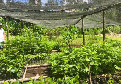 IIAP ENTREGÓ PLANTAS MEJORADAS DE CAMU CAMU Y AGUAJE