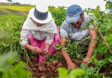 EXPORTACIONES DE PAPA  PERUANA CRECIERON 19%