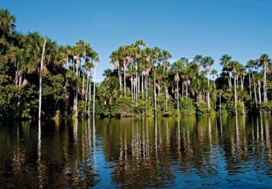 PERÚ BUSCA FRENAR LA DEFORESTACIÓN AL 2030