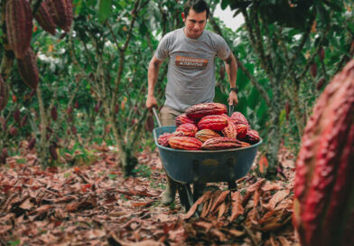 GRAN DEMANDA DE CAFÉ, CACAO, PLÁTANO Y PIÑA EN  EXPOAGUAYTÍA 2026