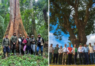 DECLARAN“ÁRBOL PATRIMONIAL” A SHIHUAHUACO DE MIL AÑOS