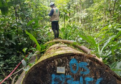 SUPERVISIÓN FORESTAL  REDUJO EN 99% REPORTE  DE ÁRBOLES FANTASMA