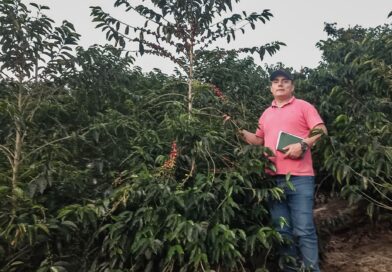 C.N. AWAJÚN PRODUCIRÁ 2,025 QUINTALES DE CAFÉ