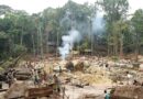 BUSCAN REVERTIR DEGRADACIÓN FORESTAL EN LA AMAZONÍA BUSCAN REVERTIR DEGRADACIÓN FORESTAL EN LA AMAZONÍA