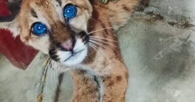 TRASLADAN CRÍA DE PUMA COLORADO A IQUITOS PARA GARANTIZAR SU PROTECCIÓN
