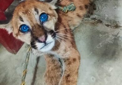 TRASLADAN CRÍA DE PUMA COLORADO A IQUITOS PARA GARANTIZAR SU PROTECCIÓN