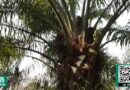 UCAYALI: LATINA NOTICIAS DESTACA DESARROLLO DE COMUNIDADES NATIVAS POR LA PALMA ACEITERA