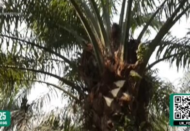 UCAYALI: LATINA NOTICIAS DESTACA DESARROLLO DE COMUNIDADES NATIVAS POR LA PALMA ACEITERA
