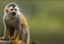 PERÚ ENTRE LOS PAÍSES CON MAYOR DIVERSIDAD DE PRIMATES DEL MUNDO PERÚ ENTRE LOS PAÍSES CON MAYOR DIVERSIDAD DE PRIMATES DEL MUNDO