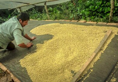 DESTACAN POTENCIAL  EXPORTADOR DE UCAYALI, SAN MARTÍN.LORETO,
