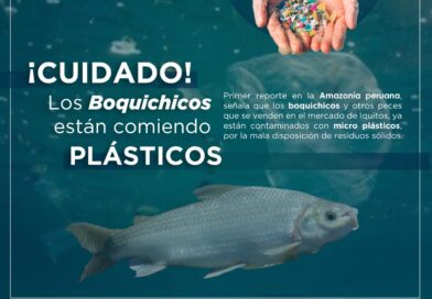 HALLAN RESTOS PLÁSTICOS EN PECES DE CONSUMO HALLAN RESTOS PLÁSTICOS EN PECES DE CONSUMO