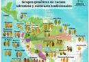 DESCUBREN EL ORIGEN Y DIVERSIDAD GENÉTICA DEL CACAO UCAYALINO DESCUBREN EL ORIGEN Y DIVERSIDAD GENÉTICA DEL CACAO UCAYALINO