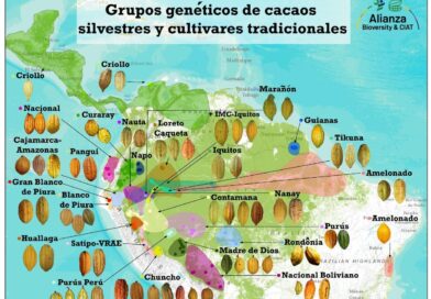 DESCUBREN EL ORIGEN Y DIVERSIDAD GENÉTICA DEL CACAO UCAYALINO DESCUBREN EL ORIGEN Y DIVERSIDAD GENÉTICA DEL CACAO UCAYALINO